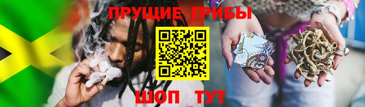 Галлюциногенные грибы Psilocybine cubensis Бирск